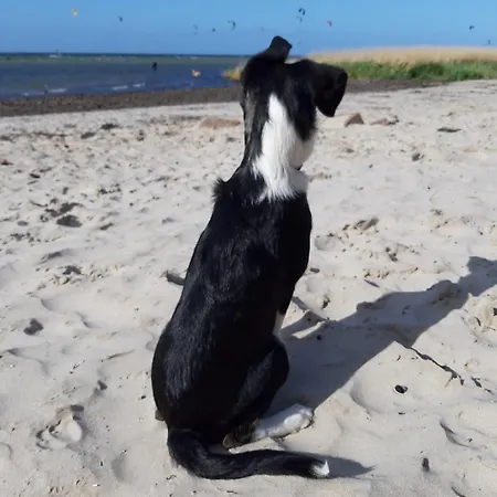 Apartamento Deich Und In Stein (Schleswig-Holstein)